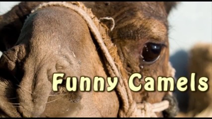 Смешни животни - Най-доброто от камилите