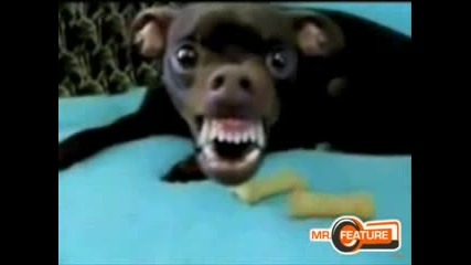 Crazy d0g.. xd 