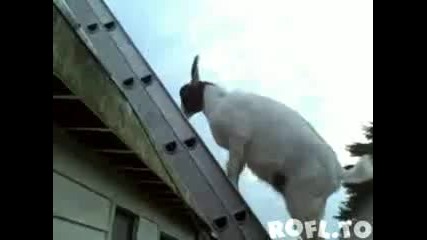 Коза се катери по стълба !!! 