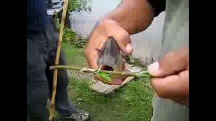 The best Speed Fish