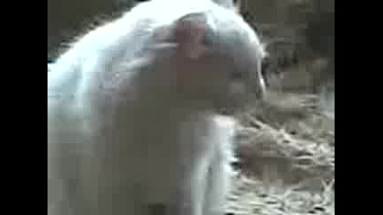 Видео000.3gp