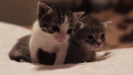 Сладки котенца на 3 седмици