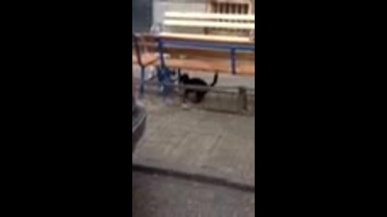 Котка прогонва куче с кеф