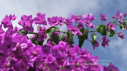 color spring