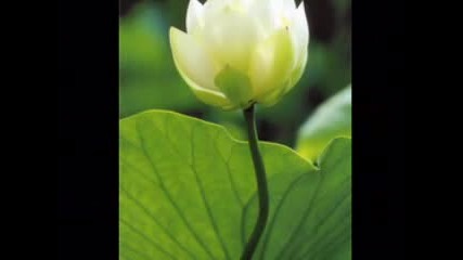 Kitaro Water - Lily