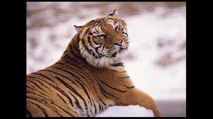 Тигре Тигре