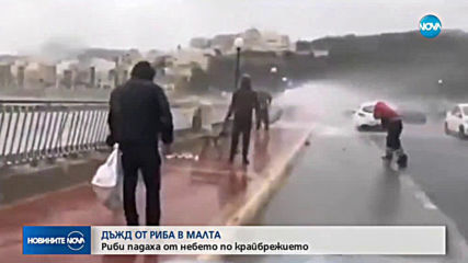 В Малта валя дъжд от… риба