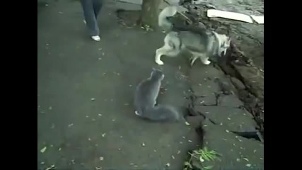 Котка се бие с куче