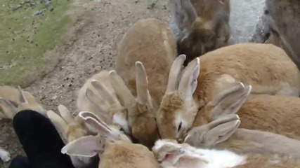 Островът на зайците - Зайчета нападат лакомства