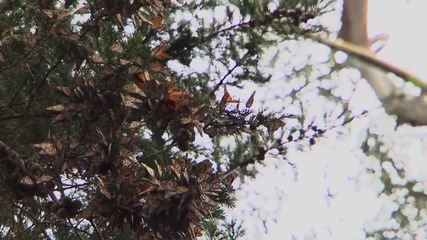 Съхрани! - Save! Beautiful Nature - Monarch Migration