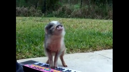 Мини прасенце свири на пиано