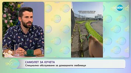 Авиокопмания пусна специален самолет за кучета