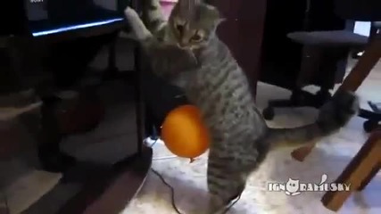 Котето не може да се отърве от нахалният балон