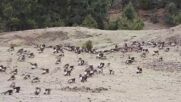 Заснеха рядка миграция на близо 400 застрашени чипоноси маймуни