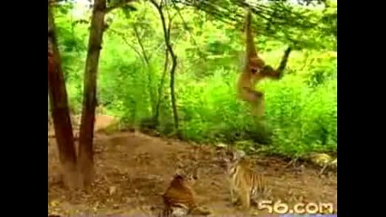 Интересна Случка- Маймуна закача тигри