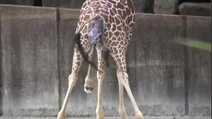 Малко Жирафче се Появява На Бял Свят в Memphis Zoo