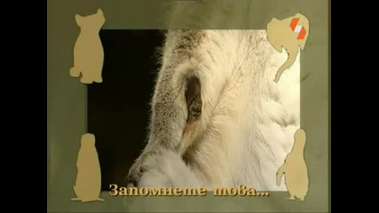 Енциклопедия На Животните - Лемур