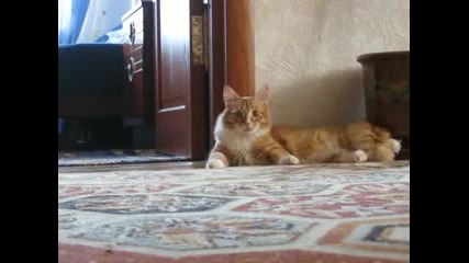 Котка Прави Движения Като Майкъл Джексън В "трилър"