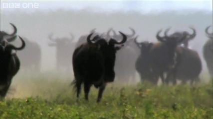 Hd Wildebeast return to grassland plains - Биковете се завпъщат в равнините 