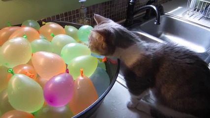 Котка пука балони с вода