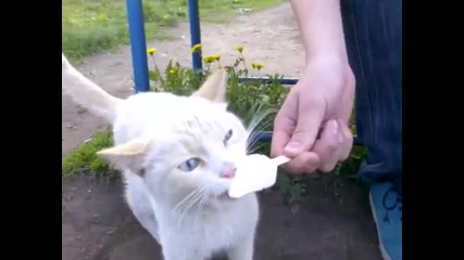 Това коте много обича да си хапва сладолед