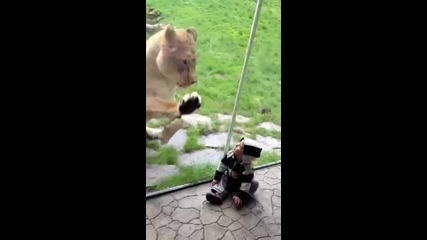 Лъв се опитва да изяде бебе !!!