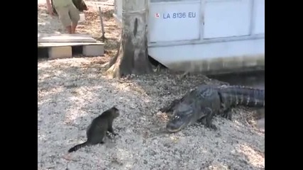 Котки нападат алигатор
