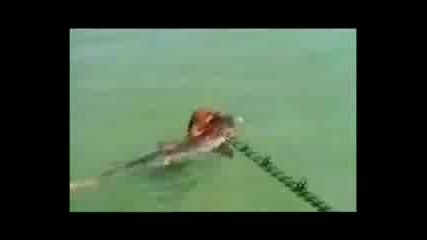 Куче Напада Акула