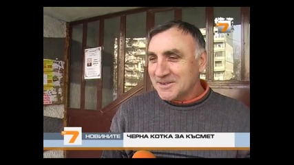 Черна Котка На Късмет А Бяла Не Е На Късмет Тв7 Обедни Новини