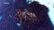 Суперхраната на морето: Кой вид водорасли струва 500 евро за килограм