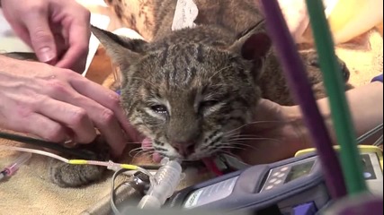 Помогни На Котките ! Дай Им Втори Шанс За Живот ! 
