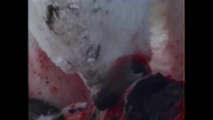 Polar Bear Attacks Ring Seal