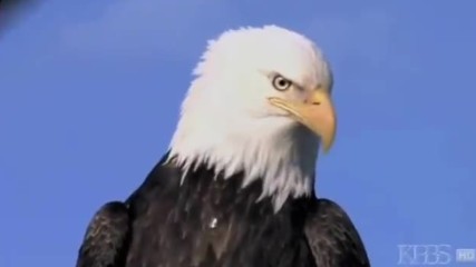 Abba - Eagle