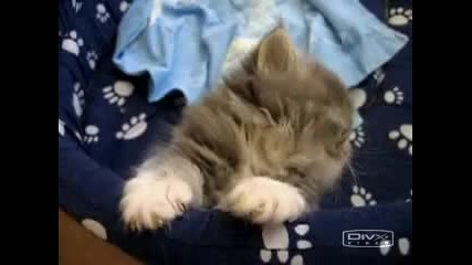 най - сладкото коте на света
