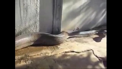 World Largest Snake Found Dead