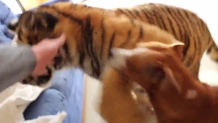 Игра между куче и тигър ...