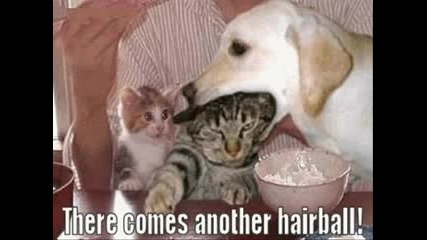 Very Funny Dogs Part 4