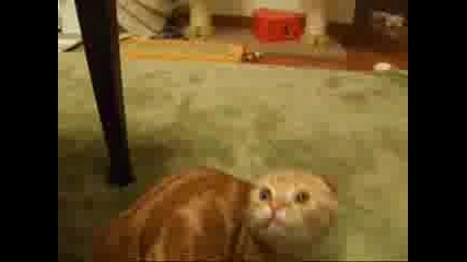 Котето От Шрек