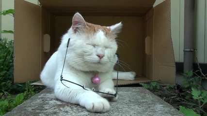 Котка с очила