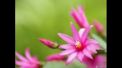 Beautiful flowers + sound of Nature