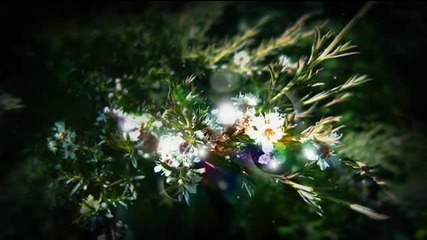 light music Sweet Dreams