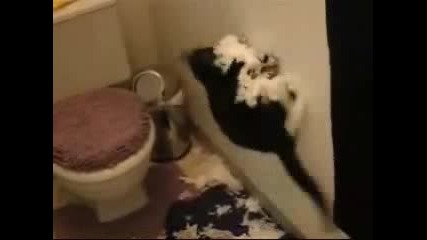 Котка Си Играе С Тоалетна Хартия
