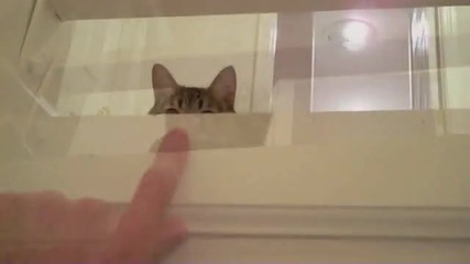 Луда Котка Си Играе