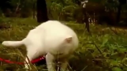 Драматична котка 