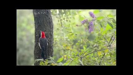 Йорданка Христова-eсенни птици