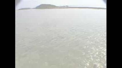 Sharks in Love - - National Geographic.flv