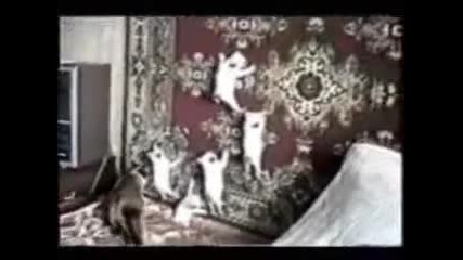 Най - Смешните Котки На Света (компилация)