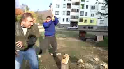 Дъката цепи будаци