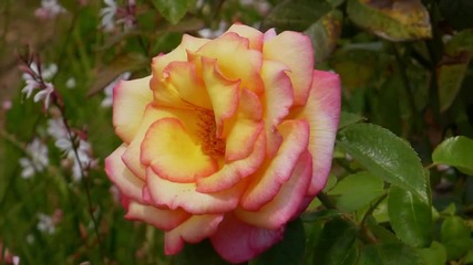 Ernesto Cortazar - Concierto De Aranjuez - Beautiful Mothers Day Roses