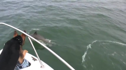 Куче скача от лодка след делфини